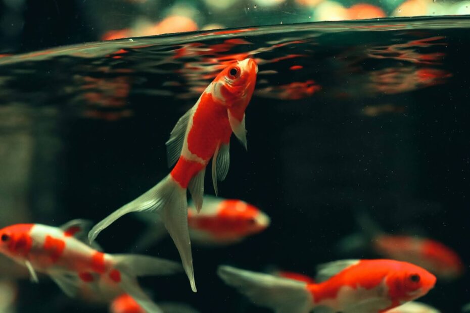 Pond