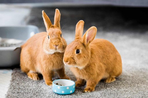 Rabbit