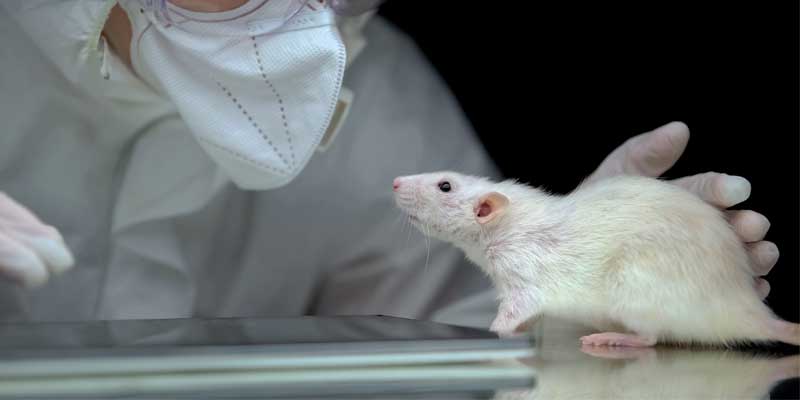 Rat Control Vancouver